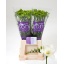 product/img.floraplaza.nl/LFREDIAR-LIVE_fotos-0xE9A6E41FF692A3B8AE9A29F0017CC61BA3C06065.jpg