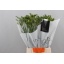 product/img.floraplaza.nl/LFREDUK-LIVE_fotos-0xB7B70A47AE398DC23C8A8FB9AF515D2DC5B34F98.jpg