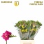 product/img.floraplaza.nl/LFREEXP-LIVE_fotos-0x6AD99A720CD19B87CFE7CB245A2CB0C6A2D942FC.jpg