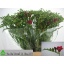 product/img.floraplaza.nl/LFREEXP-LIVE_fotos-0xE3A7C0654D55BE2FB38837F7F3EF636C63BE39A8.jpg