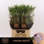 product/img.floraplaza.nl/LFREINDB-LIVE_fotos-0x4BCE3CD6A0438CF8ADD9EE88261E47E337FCD9F2.jpg