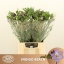 product/img.floraplaza.nl/LFREINDB-LIVE_fotos-0x975ABF3803C9D3AC1D7607187A9CDDCF603ED7F0.jpg