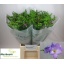 product/img.floraplaza.nl/LFREINDB-LIVE_fotos-0xEB94C42F3EB9EEF67ABBFBEE82BFD947097F4C31.jpg