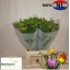 product/img.floraplaza.nl/LFREMIX-LIVE_fotos-0x4B083A24E9F6390E3E1B513C886CB1A9CC576C3D.jpg