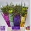 product/img.floraplaza.nl/LFREMIX-LIVE_fotos-0x9C5C16835EAFF486DA71CFCF7C9F9A09F3FF8CB6.jpg
