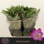 product/img.floraplaza.nl/LFREPINP-LIVE_fotos-0x33B4B33F0B2A7F789FD20F569278DA4E06184EAA.jpg