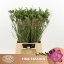 product/img.floraplaza.nl/LFREPINP-LIVE_fotos-0x4C937AF9C7B789178A42B3EF3DF8F385BB988654.jpg