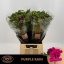 product/img.floraplaza.nl/LFREPURR-LIVE_fotos-0xD7DB2380DC3EECA80C592439CEE62B2EB47E9AB1.jpg