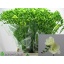 product/img.floraplaza.nl/LFRERIG-LIVE_fotos-0x486B5CC3D812910C8305947CCEDBF09454A4ED63.jpg