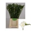 product/img.floraplaza.nl/LFRERIG-LIVE_fotos-0x7B801502147EFB1397D6089A113BB020F4BBBB81.jpg