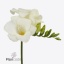 product/img.floraplaza.nl/LFRESANR-ART_Fotos-VBN-vbn119999.jpg