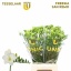 product/img.floraplaza.nl/LFRESANR-LIVE_fotos-0xBB2A72F9C6CCB5AC178A95737B414EF41412BD17.jpg