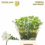 product/img.floraplaza.nl/LFRESANR-LIVE_fotos-0xBF75714C589DFA5EC4C30820E5125E78C8918D05.jpg
