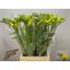 product/img.floraplaza.nl/LFRESER-LIVE_fotos-0x66D654D31A1A9D10BBF766FCCEAB637F22679DC5.jpg