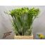 product/img.floraplaza.nl/LFRESER-LIVE_fotos-0xE5668F3FDD50B81535D306E4B559870A974E7329.jpg