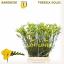 product/img.floraplaza.nl/LFRESOL-LIVE_fotos-0x4FBB3975D34E7F11FCC15FC8AE15513C2BDF88D9.jpg