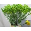 product/img.floraplaza.nl/LFRESOL-LIVE_fotos-0x6ABE7F1F764E7C7F03B289BABA64D94ED6A54D60.jpg