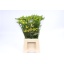 product/img.floraplaza.nl/LFRESOL-LIVE_fotos-0x97EDB5A5D5FFCA5B64969CBCAEC7FCC343095A4C.jpg