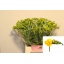 product/img.floraplaza.nl/LFRESOL-LIVE_fotos-0xD19CC4A93DC05BD557EAB0E6C7CD97843F56A9FF.jpg