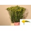 product/img.floraplaza.nl/LFRESOL-LIVE_fotos-0xF168CBB0F02A413E3ABD170D3C136DE4B73C7E71.jpg
