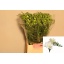 product/img.floraplaza.nl/LFREVOL-LIVE_fotos-0xF05A43D42EA2F09440C75F3E034EEF85FCD1C3F2.jpg