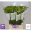 product/img.floraplaza.nl/LFREWHIR-LIVE_fotos-0xA39A66D57A1AA80CE4FDC1CFFA572F1B809E4B5D.jpg