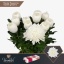 product/img.floraplaza.nl/LGAG-LIVE_fotos-0x409DDD24DC16373EB2CA140F16B9DD3D8201EAAD.jpg
