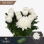 product/img.floraplaza.nl/LGAG-LIVE_fotos-0x66D4F236C13289557DB8115DDB26944B0133C45F.jpg