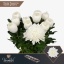 product/img.floraplaza.nl/LGAG-LIVE_fotos-0x8FA8A3C06129DBE6370D11AF2A8F41D069191FAA.jpg
