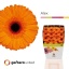 product/img.floraplaza.nl/LGERALEX-LIVE_fotos-0xDC241641200FD0C8B580D8069C2E7BF6ECE6E995.jpg