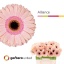 product/img.floraplaza.nl/LGERALL-LIVE_fotos-0xB2B3C7E20301FE6EAD7B1C84AB1D70A26D7C5E85.jpg