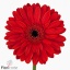 product/img.floraplaza.nl/LGERBAR-ART_fotos-VBN-vbn113688.jpg