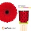 product/img.floraplaza.nl/LGERBLID-LIVE_fotos-0x1400BE01E3AF39FB704D743423BB9A1096B5F6A8.jpg