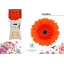 product/img.floraplaza.nl/LGERCAN-LIVE_fotos-0x7A6436D6335E2C6419D388B14723312B929135BC.jpg