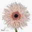 product/img.floraplaza.nl/LGERCRES-ART_Fotos-VBN-vbn115368.jpg