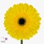 product/img.floraplaza.nl/LGERDONL-ART_Fotos-VBN-vbn108361.jpg