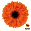 product/img.floraplaza.nl/LGERDUTP-LIVE_fotos-0x8C3594935AC856CC71CE29DD9E921E06202F98F2.jpg