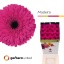 product/img.floraplaza.nl/LGERMAD-LIVE_fotos-0xCC7070F949005C0AA754F85A9D6C4C7BC81462DD.jpg