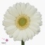 product/img.floraplaza.nl/LGERMALBI-ART_Fotos-VBN-vbn29059.jpg