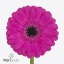 product/img.floraplaza.nl/LGERMANN-ART_Fotos-VBN-vbn121139.jpg