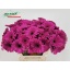 product/img.floraplaza.nl/LGERMANN-LIVE_fotos-0x046096E8EAD15AC920BA6ED0474525344AFECA18.jpg