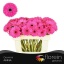 product/img.floraplaza.nl/LGERMANN-LIVE_fotos-0x60B6A2CFAD3BE1C73FE8F2C00F66040552176B9C.jpg