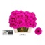 product/img.floraplaza.nl/LGERMANN-LIVE_fotos-0x7D1270786A33131A70E1B9BBE9C203028EFF26DA.jpg