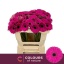 product/img.floraplaza.nl/LGERMANN-LIVE_fotos-0xADEF756C46F4230B74E8C58E5E4527D89AB1D675.jpg