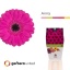 product/img.floraplaza.nl/LGERMANN-LIVE_fotos-0xC6F6B96C4D8F2F06B90A44EC223EE57C45EF981A.jpg