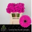 product/img.floraplaza.nl/LGERMANN-LIVE_fotos-0xDB2D83CAB5087F699253F35BEDD299BF0E054279.jpg