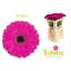 product/img.floraplaza.nl/LGERMANN-LIVE_fotos-0xEB1D9BD1519A3FD8C0E0659253AD92C448E8FD73.jpg