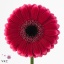 product/img.floraplaza.nl/LGERMARA-ART_Fotos-VBN-vbn107102.jpg