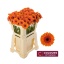 product/img.floraplaza.nl/LGERMBI-LIVE_fotos-0x9847BE705244D112F94DA8323BABA101453177F7.jpg