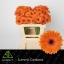 product/img.floraplaza.nl/LGERMBI-LIVE_fotos-0xCAC801EDCEC32F973EDE09BD3EBD6E4CE6590F6B.jpg